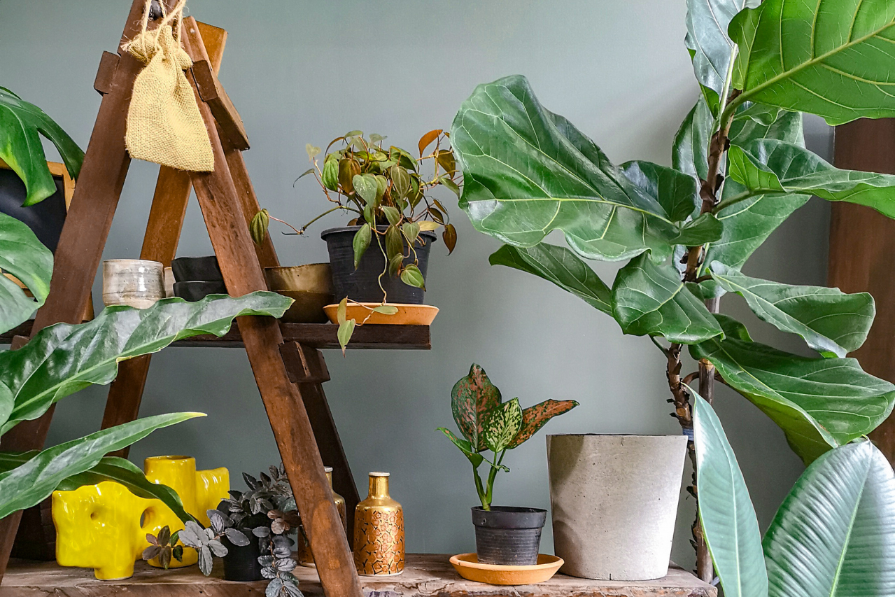 Tips to keep your plants alive while you’re on holiday