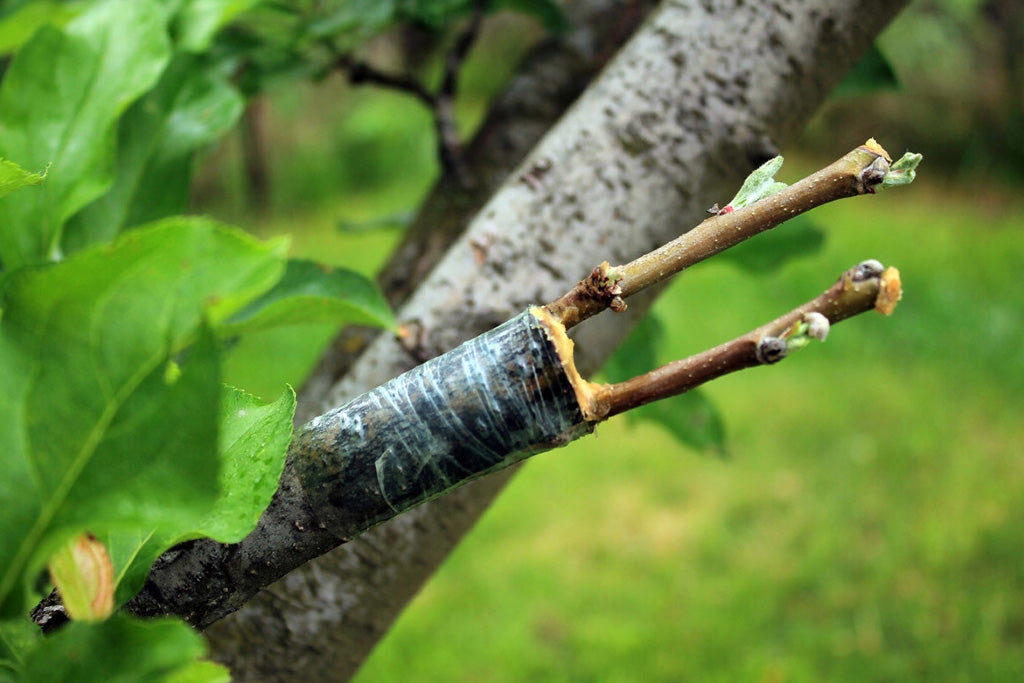 Your guide to tree grafting