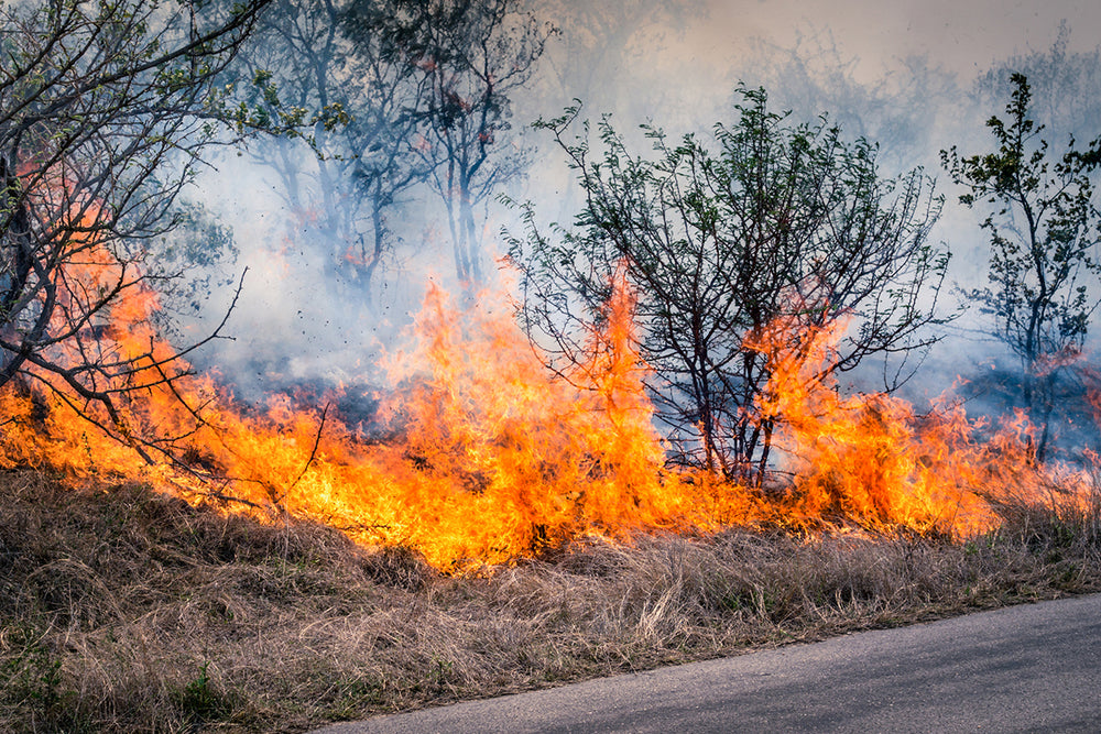 How to Prepare for a Bushfire: The Ultimate Survival Guide - Forestry Tools