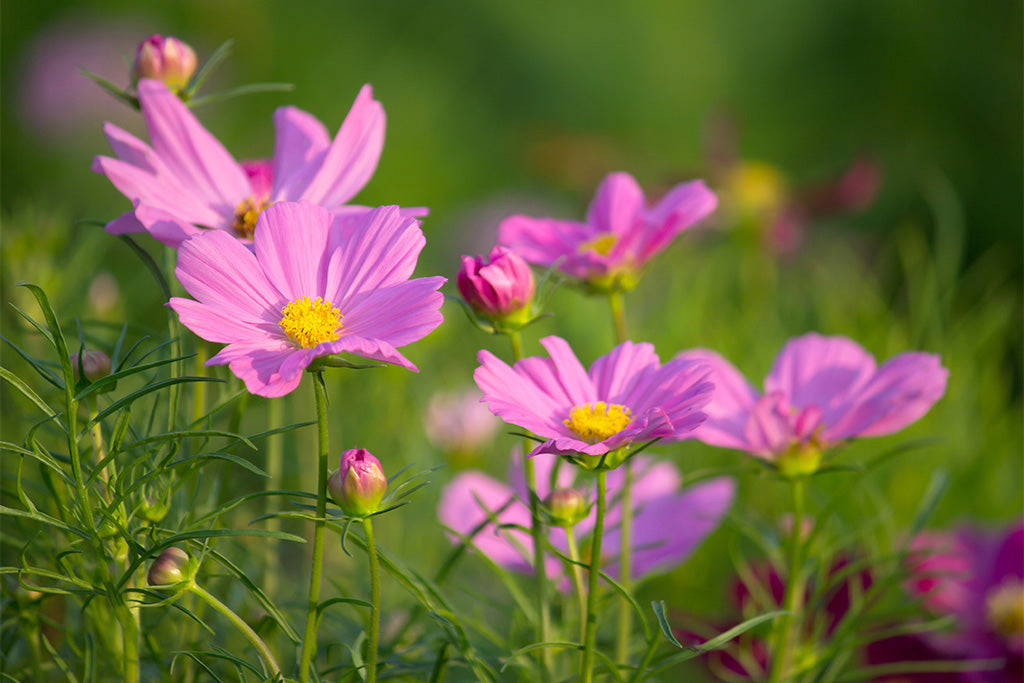 7 Simple Spring Gardening Tips