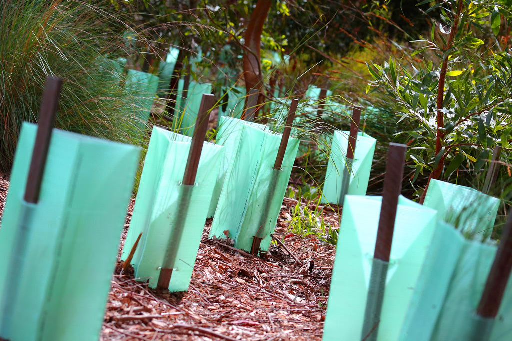 Which tree guards should you use?