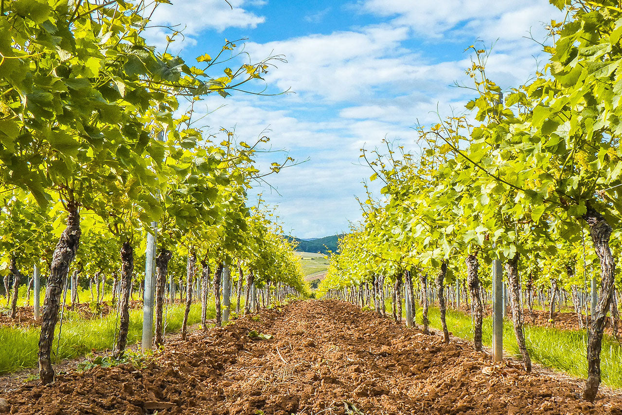 Four things to know about pruning a vineyard