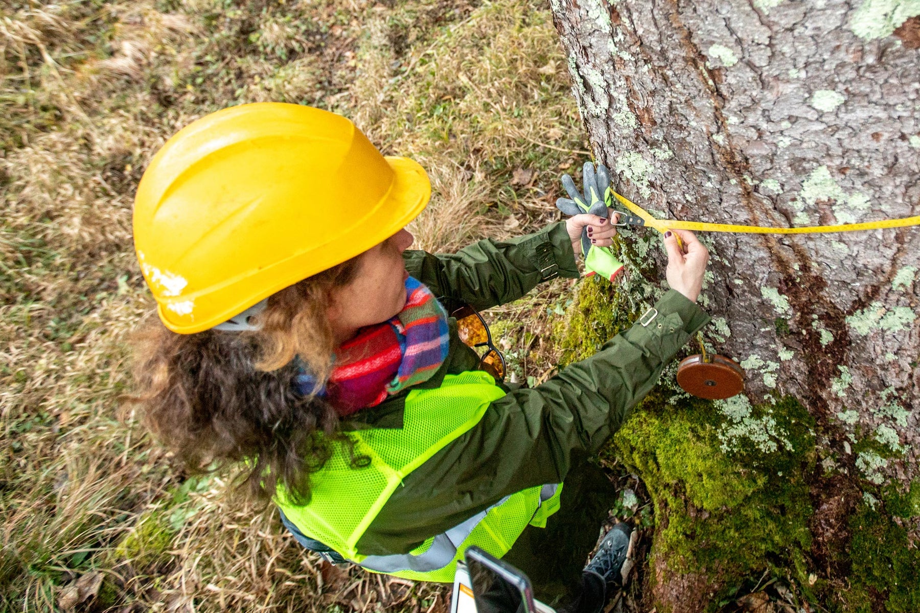 Tree Labling Process Tree & Plant Marking | Tree Tags Australia - Forestry Tools