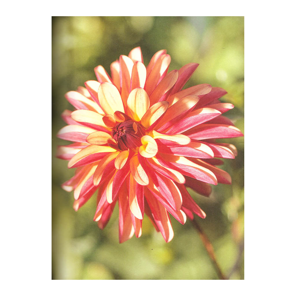 Dahlias - Beautiful Varieties for Home and Garden