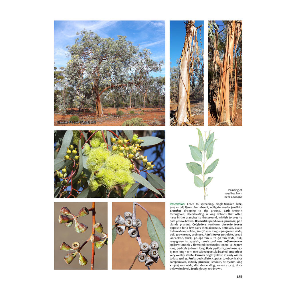 Eucalypts of WA - The Goldfields
