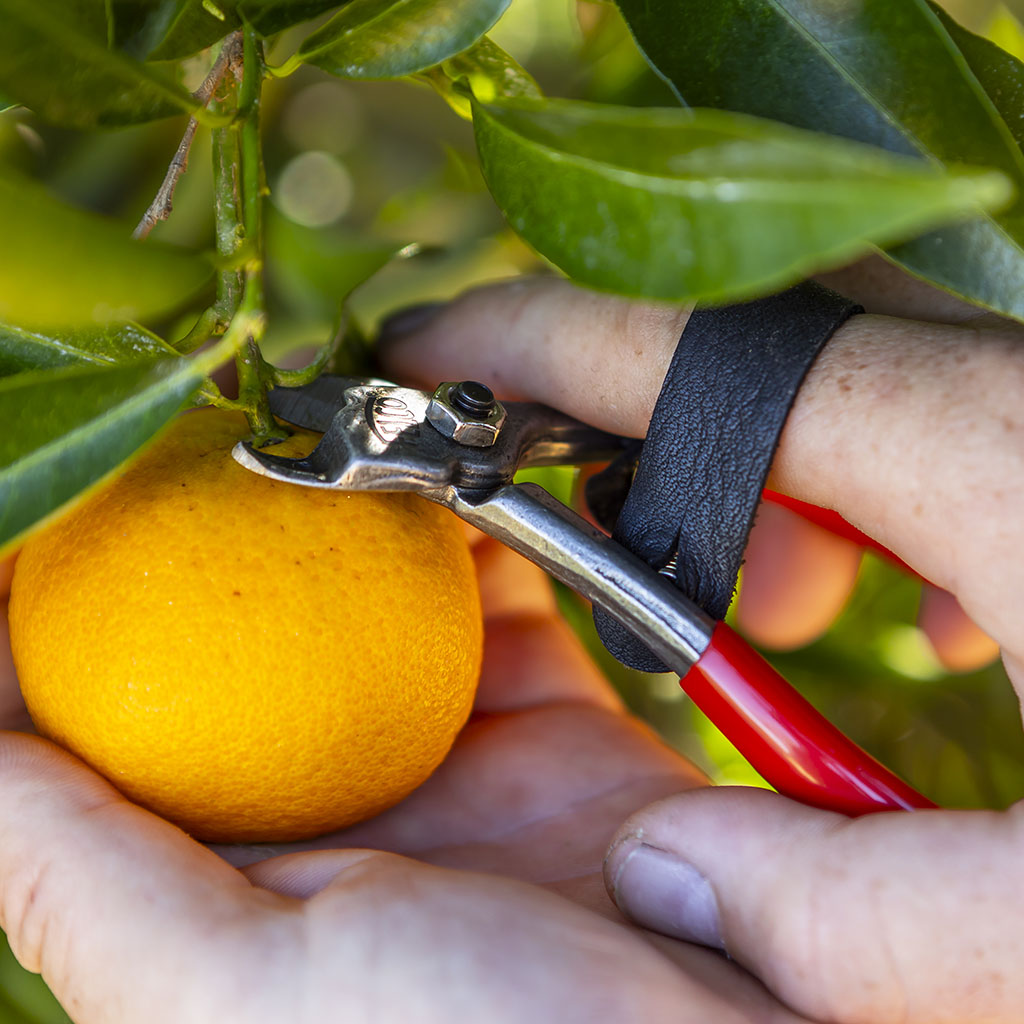 Felco 330 Fruit Clipper