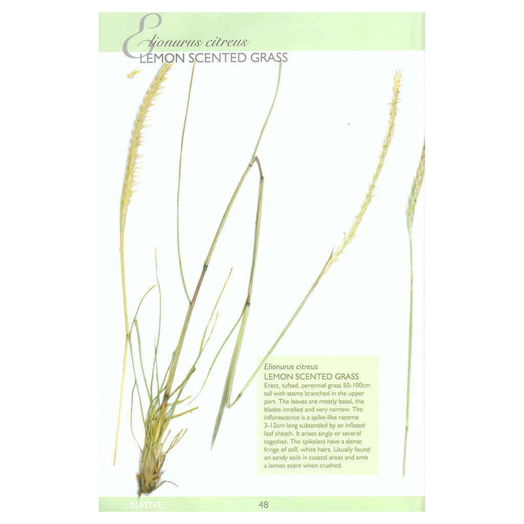 Grasses of the Noosa Biosphere