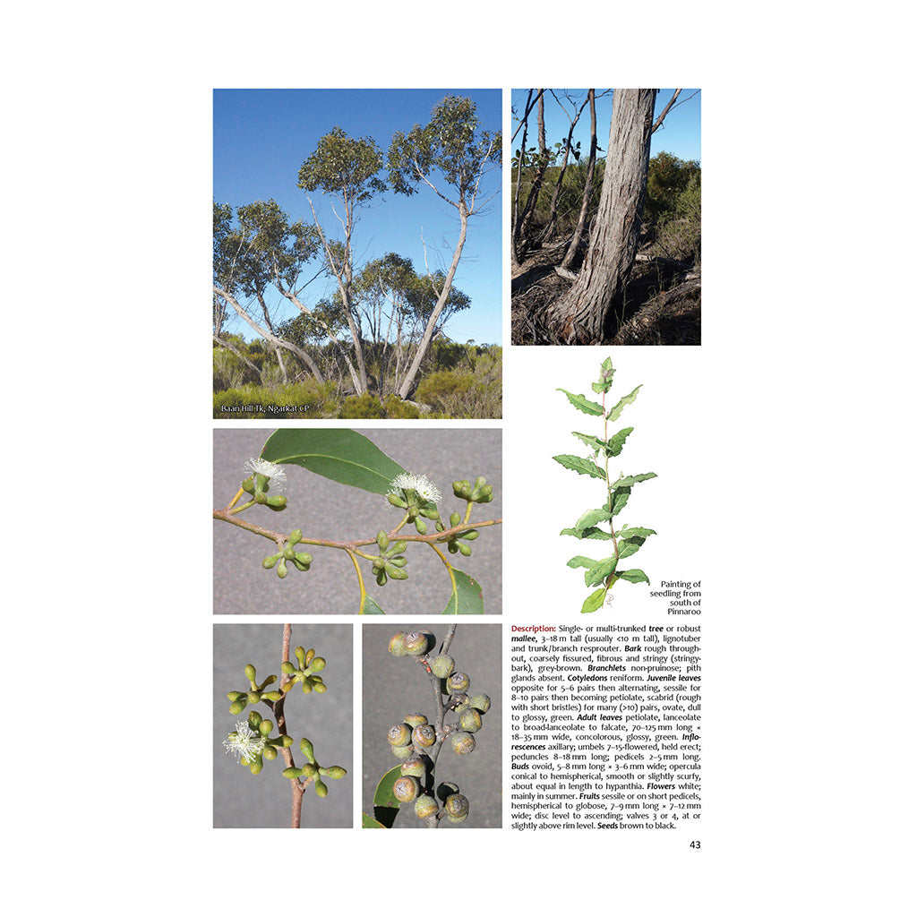 Native Eucalypts of South Australia