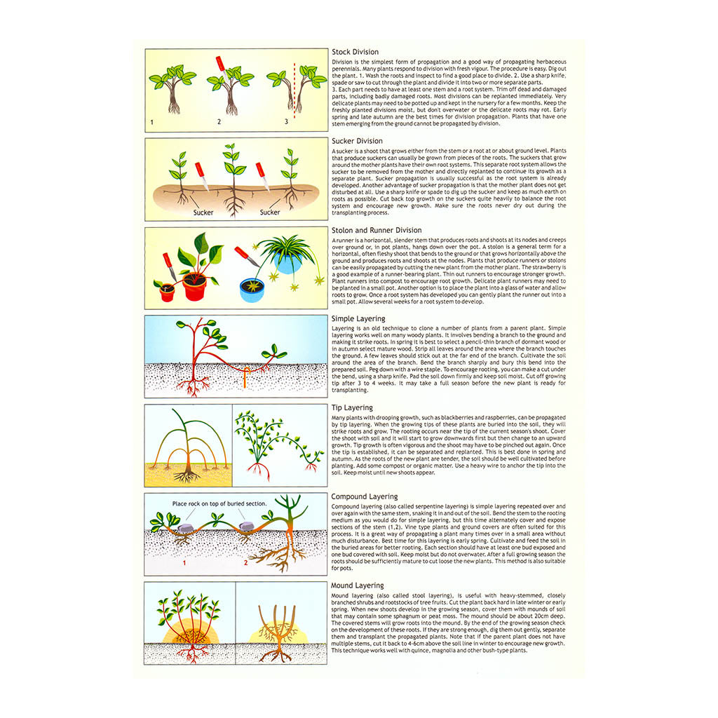 Plant Propagating - Gardener&#39;s Guide