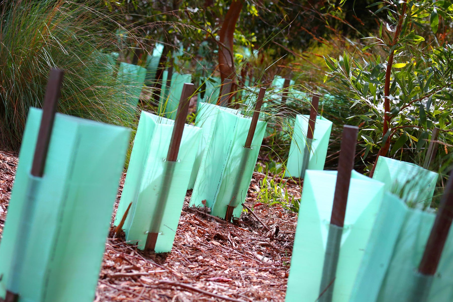 Tree Labling Process Tree & Plant Marking | Tree Tags Australia - Forestry Tools