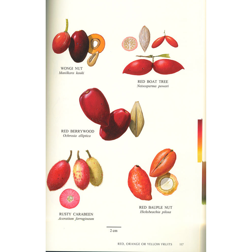 Australian Rainforest Fruits