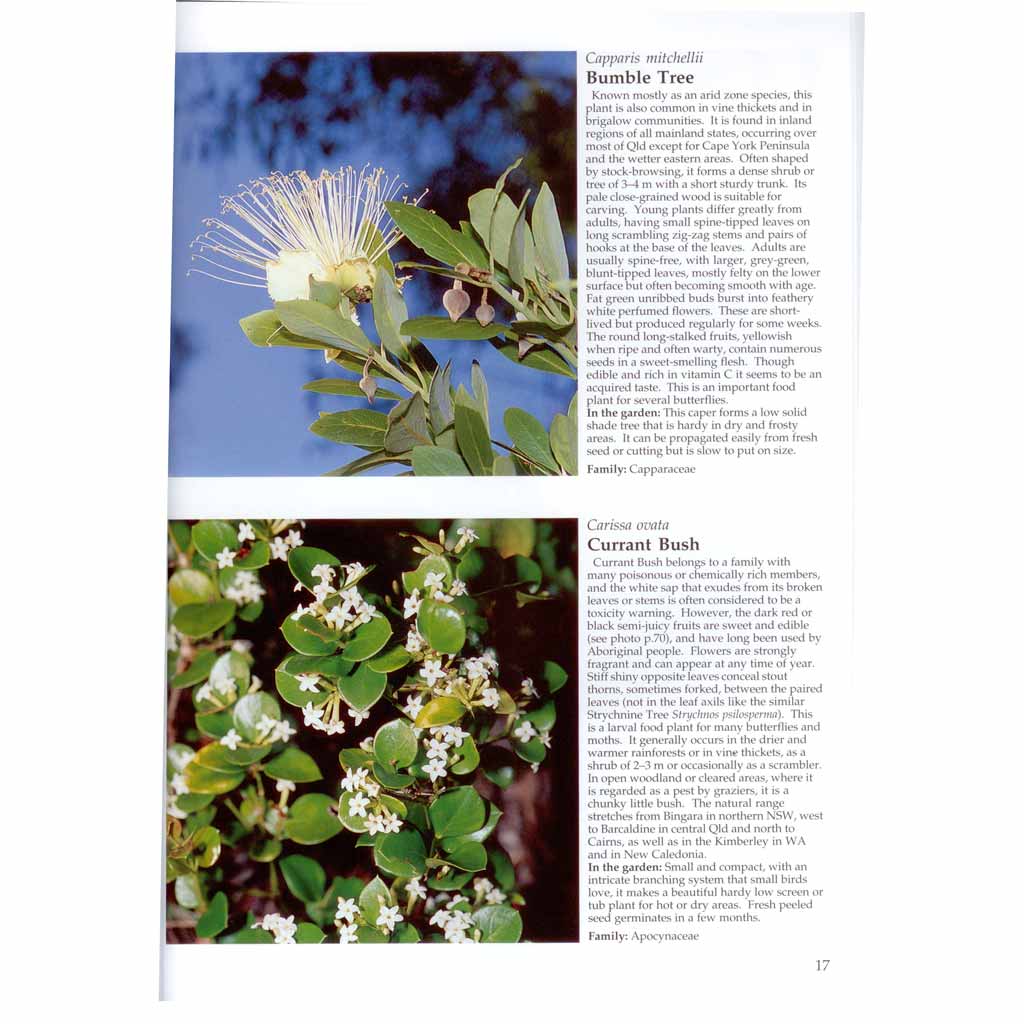 Australian Rainforest Plants V6