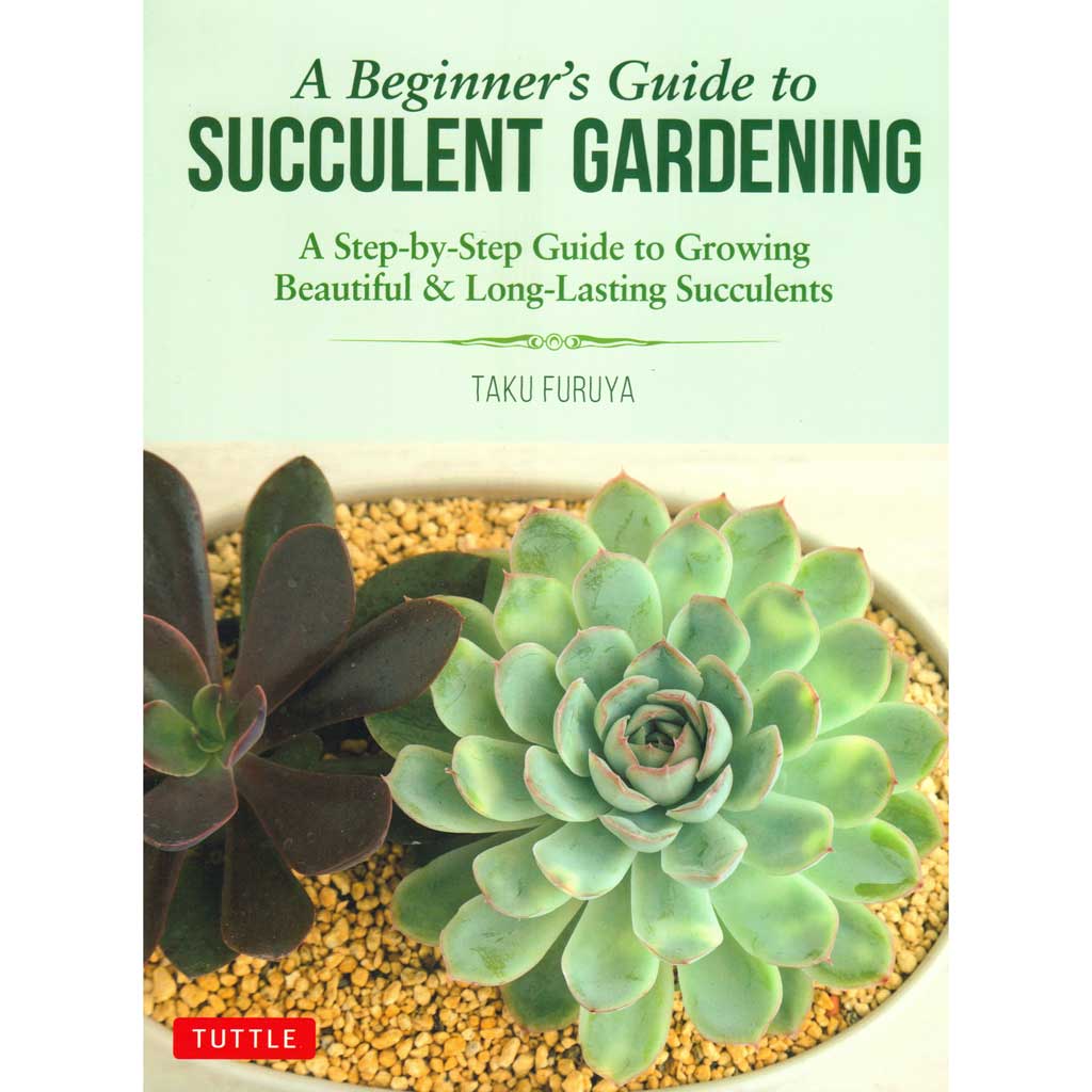 Beginner&#39;s Guide to Succulent Gardening
