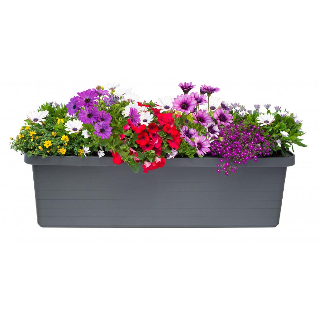 Berberis Trio Planters
