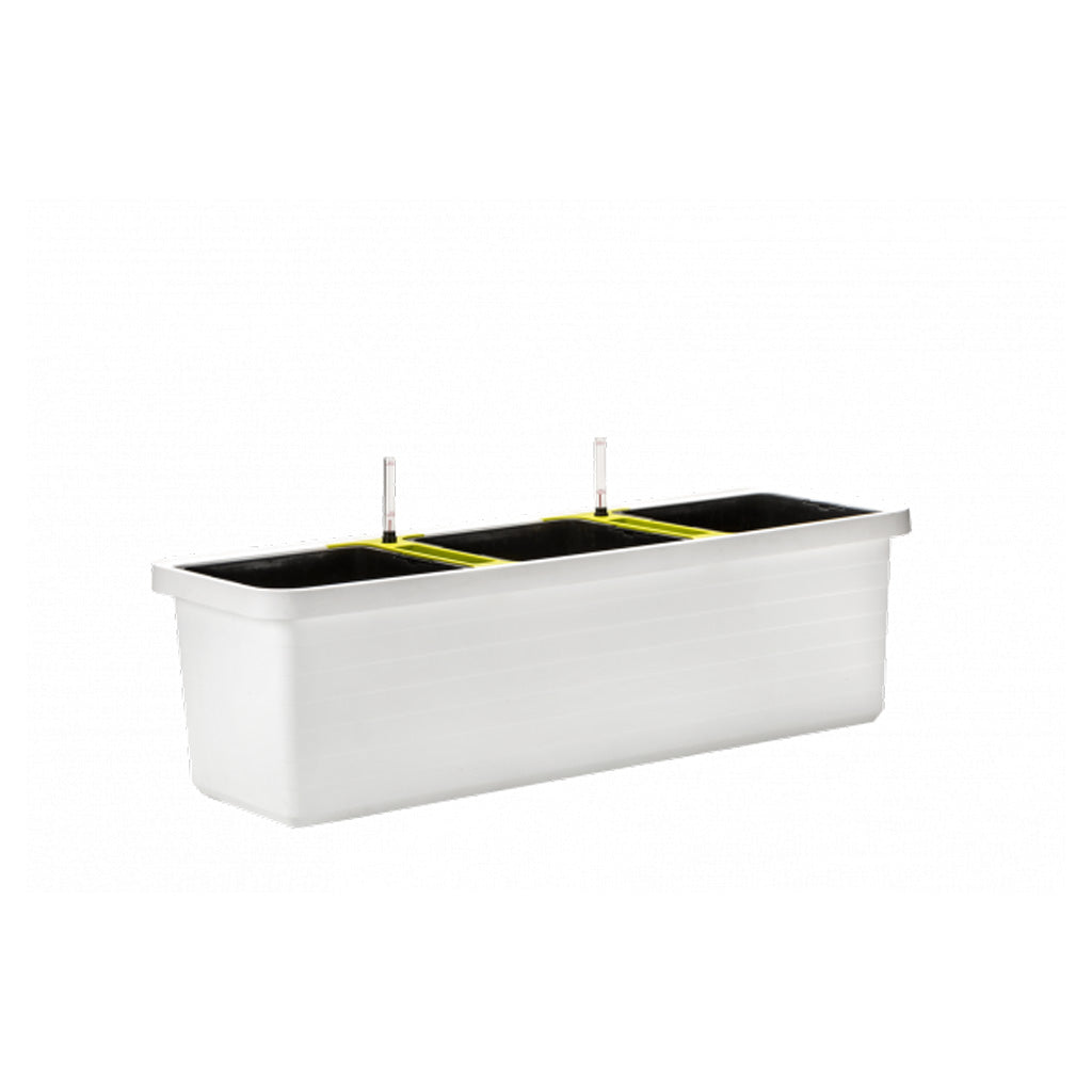 Berberis Trio Planters