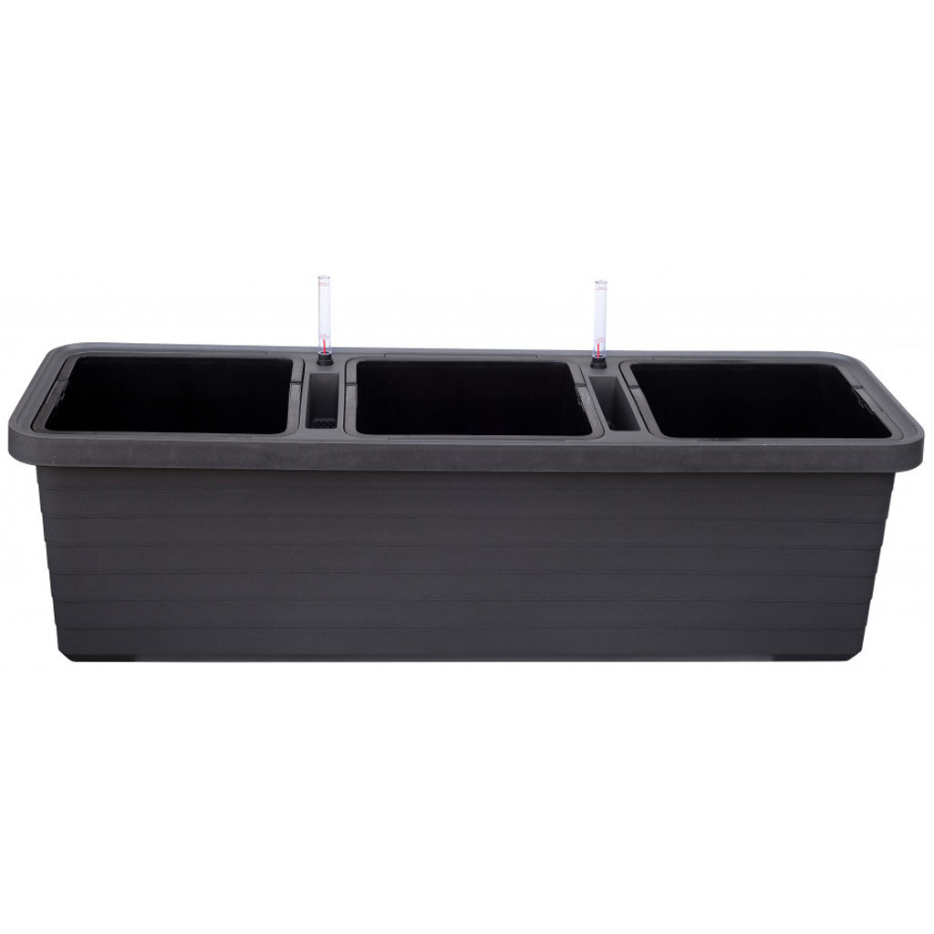Berberis Trio Planters
