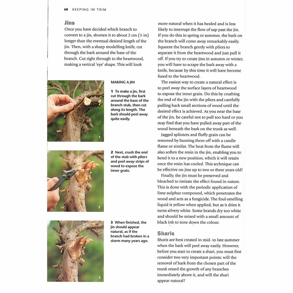 Bonsai Basics