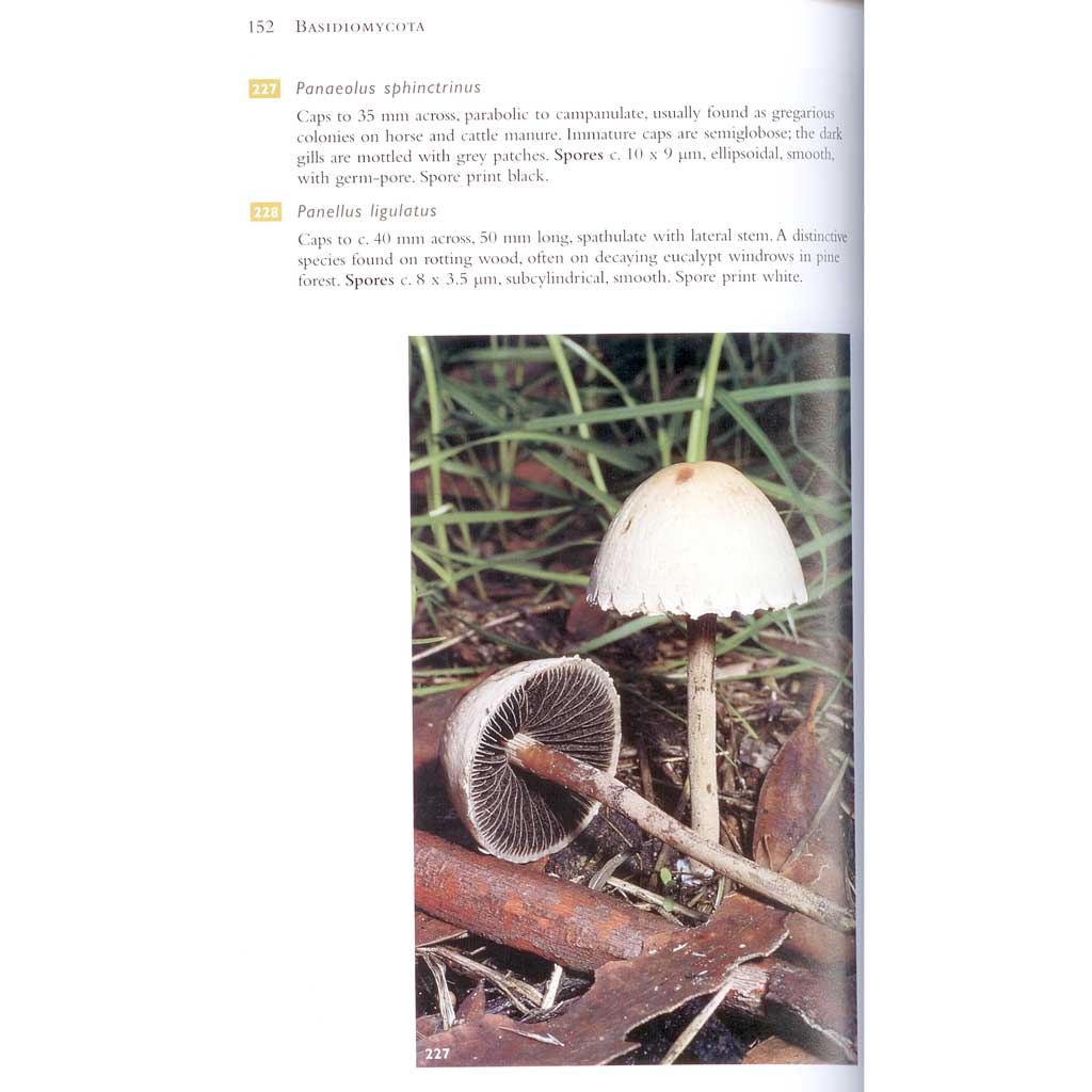 Field Guide to Australian Fungi