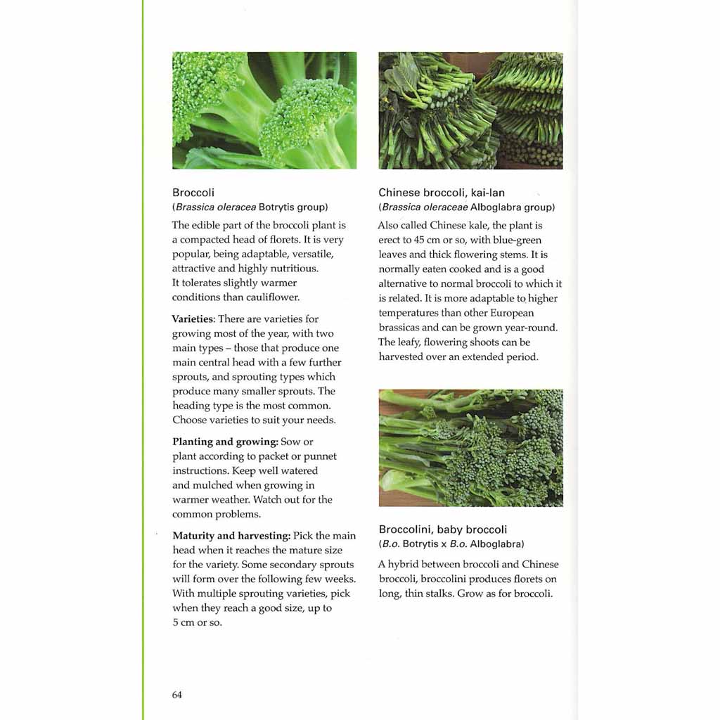 Kitchen Garden: Beginner&#39;s Guide