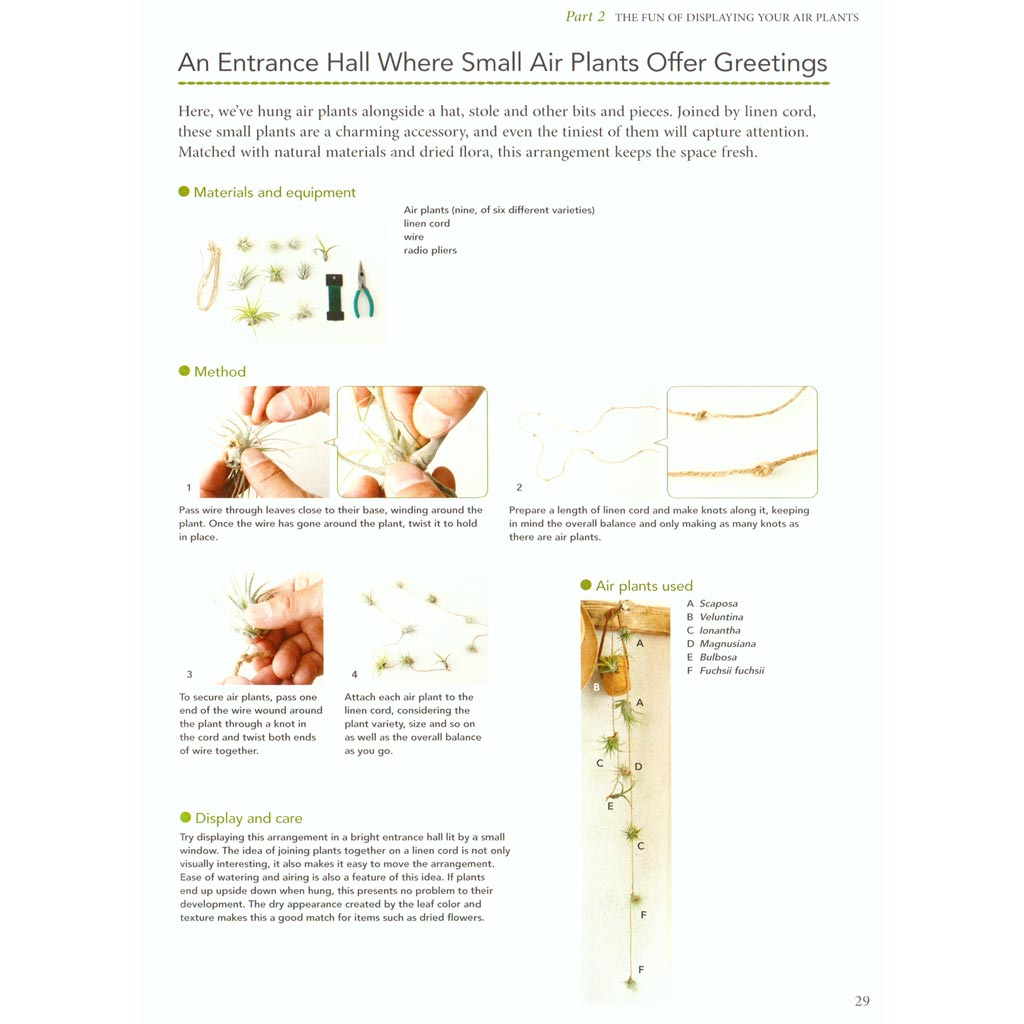 Living with Air Plants