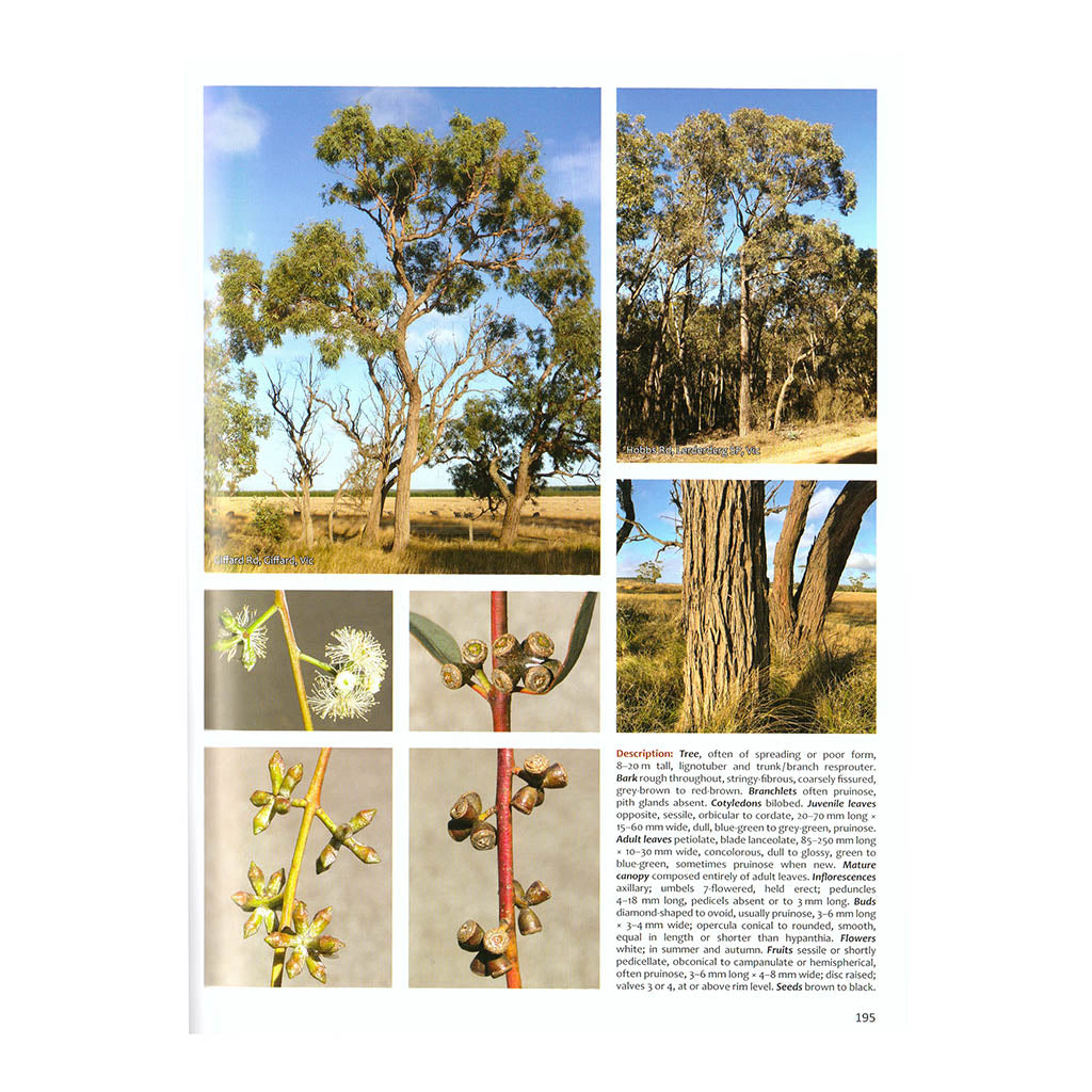 Native Eucalypts of Victoria &amp; Tasmania