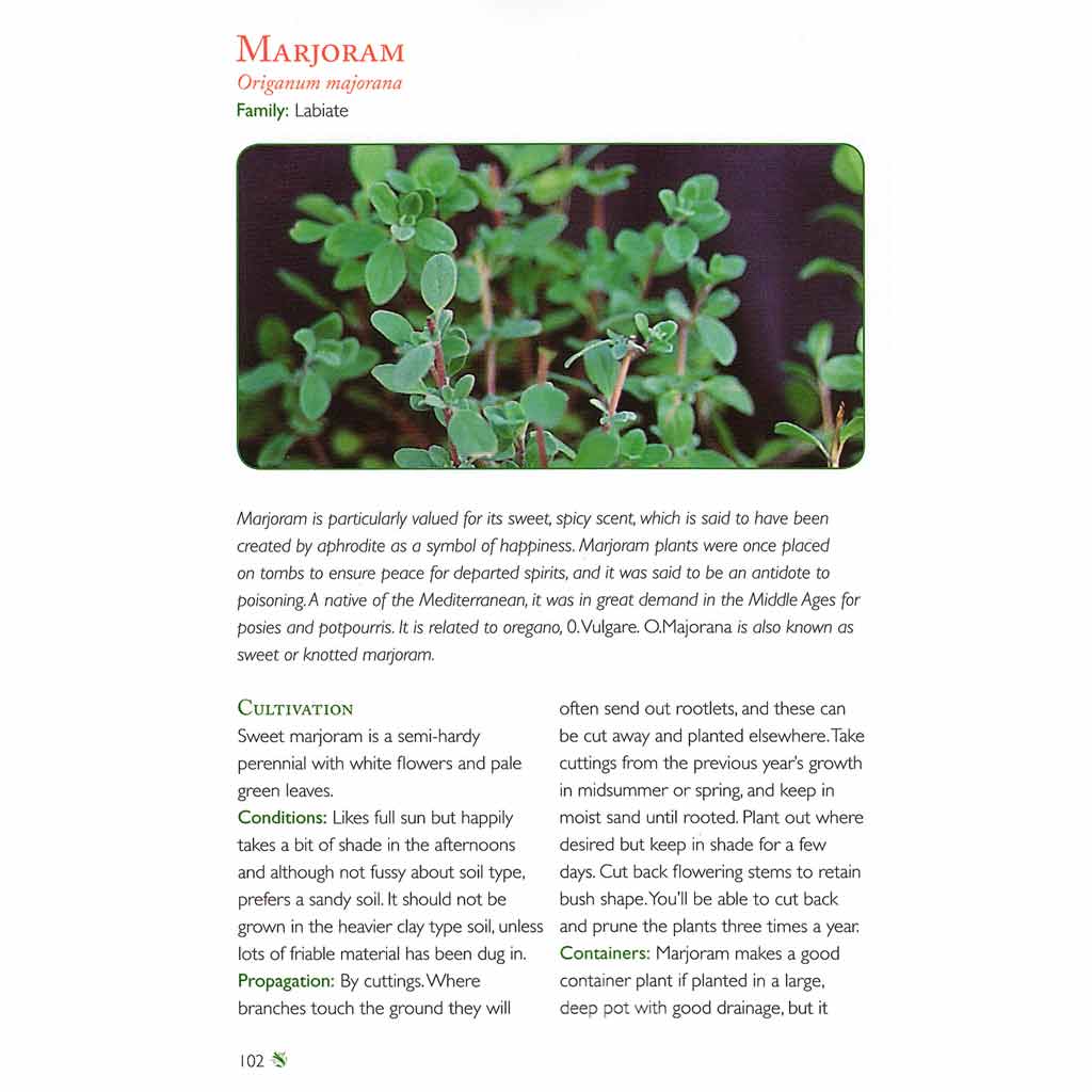 Starting Out with Herbs