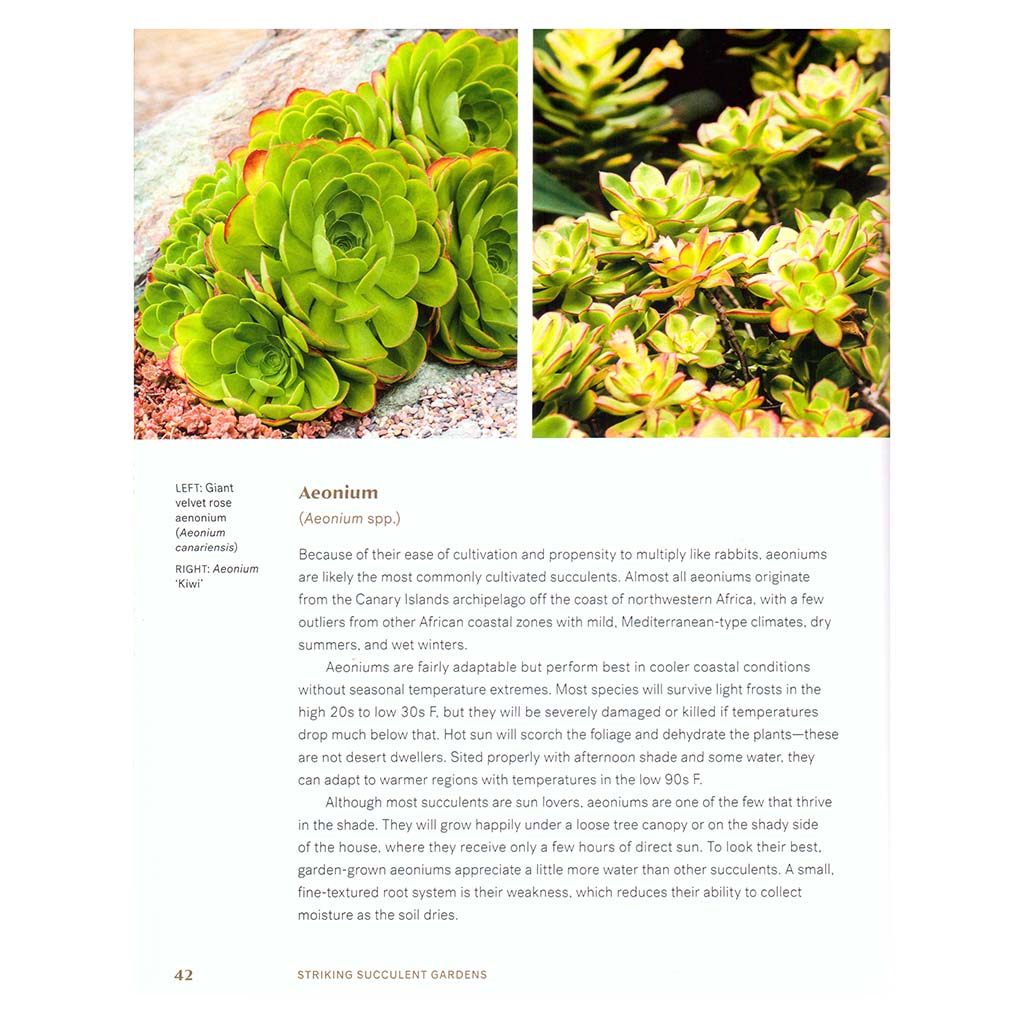 Striking Succulent Gardens