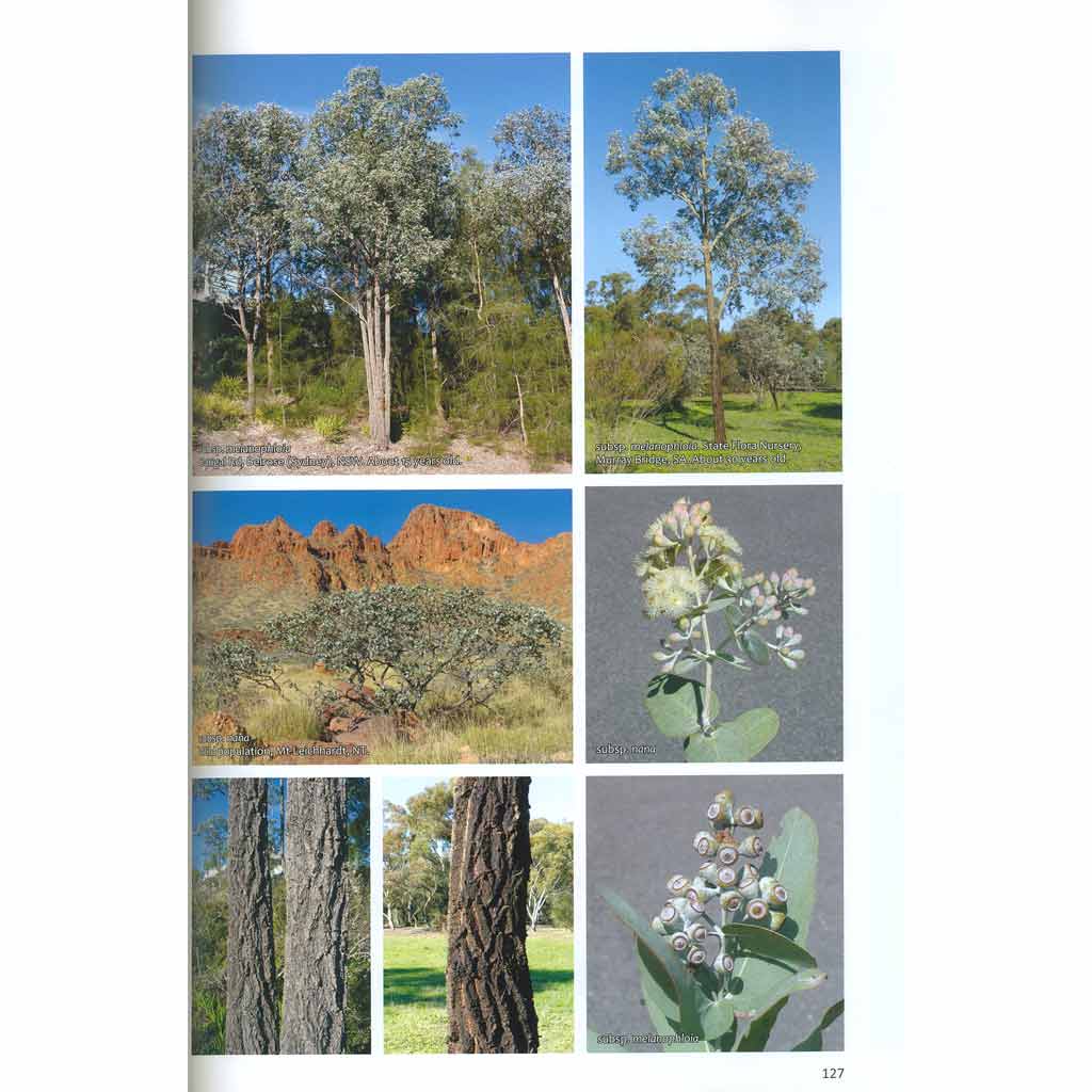 Taller Eucalypts for Planting in Aust